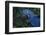 Hyacinth Macaw-DLILLC-Framed Photographic Print