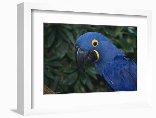 Hyacinth Macaw-DLILLC-Framed Photographic Print