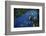 Hyacinth Macaw-DLILLC-Framed Photographic Print