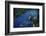 Hyacinth Macaw-DLILLC-Framed Photographic Print