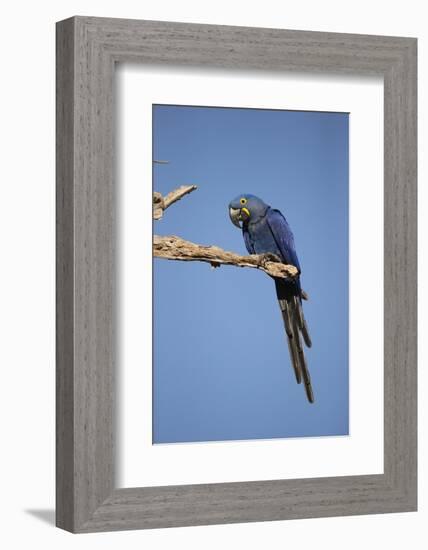 Hyacinth Macaw-Joe McDonald-Framed Photographic Print