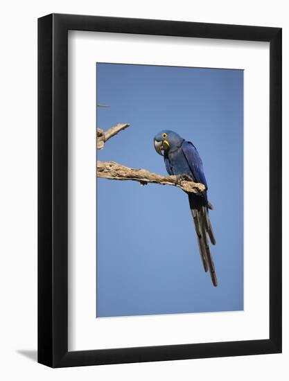 Hyacinth Macaw-Joe McDonald-Framed Photographic Print