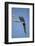 Hyacinth Macaw-Joe McDonald-Framed Photographic Print