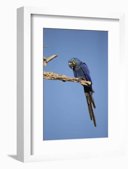 Hyacinth Macaw-Joe McDonald-Framed Photographic Print