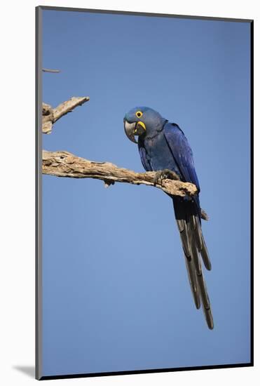 Hyacinth Macaw-Joe McDonald-Mounted Photographic Print