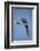 Hyacinth Macaw-Joe McDonald-Framed Photographic Print