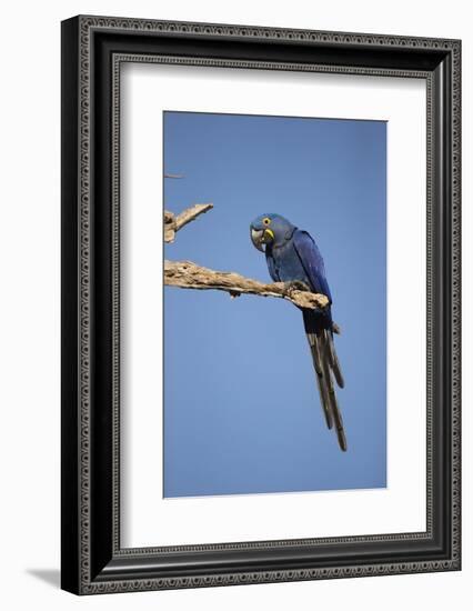 Hyacinth Macaw-Joe McDonald-Framed Photographic Print