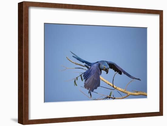 Hyacinth Macaw-Joe McDonald-Framed Photographic Print