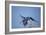 Hyacinth Macaw-Joe McDonald-Framed Photographic Print