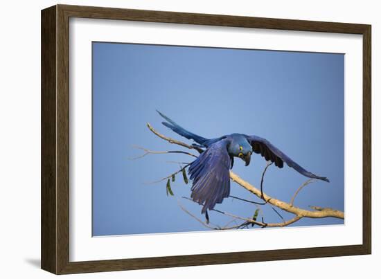 Hyacinth Macaw-Joe McDonald-Framed Photographic Print