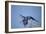 Hyacinth Macaw-Joe McDonald-Framed Photographic Print