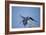 Hyacinth Macaw-Joe McDonald-Framed Photographic Print