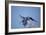 Hyacinth Macaw-Joe McDonald-Framed Photographic Print