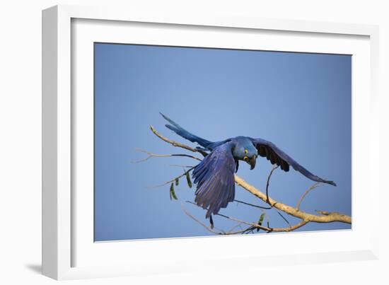 Hyacinth Macaw-Joe McDonald-Framed Photographic Print