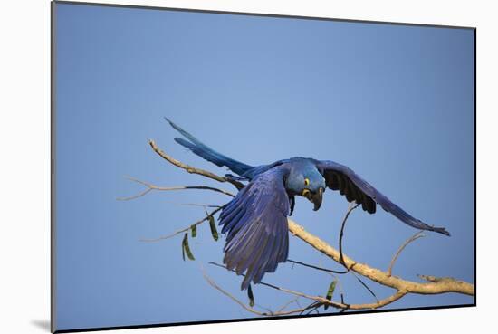 Hyacinth Macaw-Joe McDonald-Mounted Photographic Print