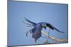 Hyacinth Macaw-Joe McDonald-Mounted Photographic Print