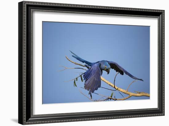 Hyacinth Macaw-Joe McDonald-Framed Photographic Print