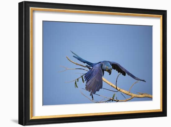 Hyacinth Macaw-Joe McDonald-Framed Photographic Print