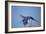 Hyacinth Macaw-Joe McDonald-Framed Photographic Print