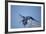 Hyacinth Macaw-Joe McDonald-Framed Photographic Print