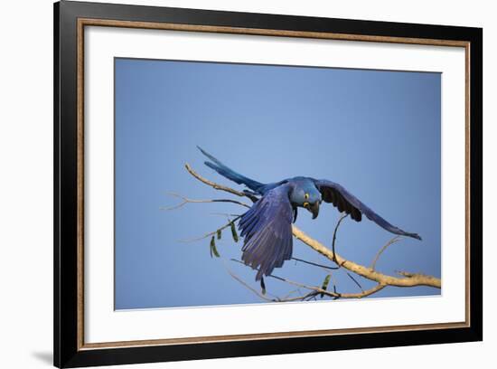 Hyacinth Macaw-Joe McDonald-Framed Photographic Print