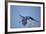 Hyacinth Macaw-Joe McDonald-Framed Photographic Print