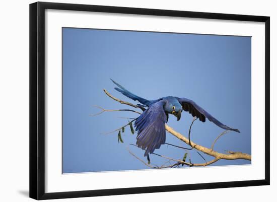 Hyacinth Macaw-Joe McDonald-Framed Photographic Print