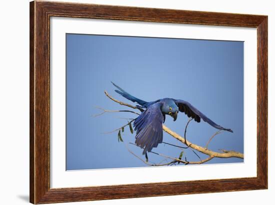 Hyacinth Macaw-Joe McDonald-Framed Photographic Print