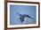 Hyacinth Macaw-Joe McDonald-Framed Photographic Print