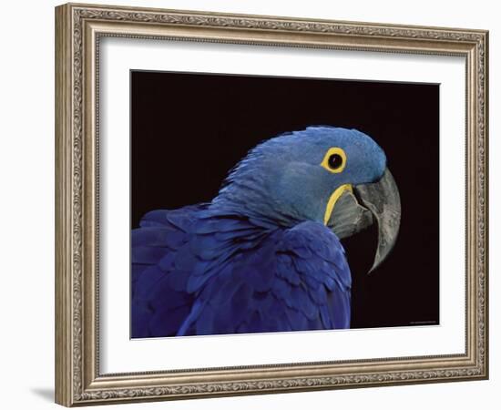 Hyacinth Macaw-Lynn M. Stone-Framed Photographic Print