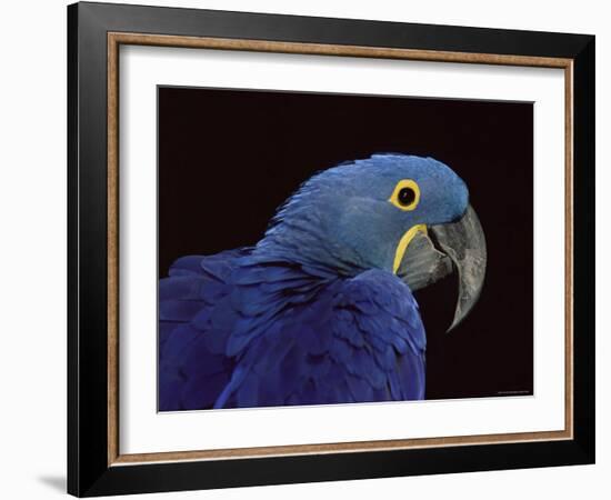 Hyacinth Macaw-Lynn M. Stone-Framed Photographic Print