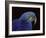 Hyacinth Macaw-Lynn M. Stone-Framed Photographic Print