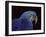 Hyacinth Macaw-Lynn M. Stone-Framed Photographic Print