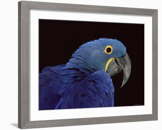 Hyacinth Macaw-Lynn M. Stone-Framed Photographic Print