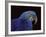 Hyacinth Macaw-Lynn M. Stone-Framed Photographic Print