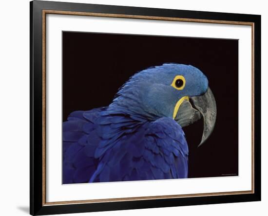 Hyacinth Macaw-Lynn M. Stone-Framed Photographic Print