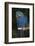 Hyacinth Macaw-Lynn M^ Stone-Framed Photographic Print