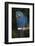 Hyacinth Macaw-Lynn M^ Stone-Framed Photographic Print