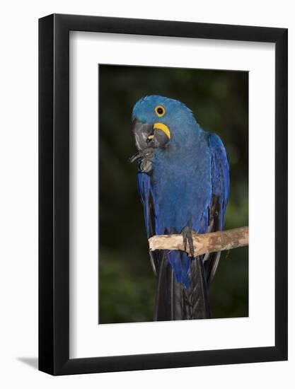 Hyacinth Macaw-Lynn M^ Stone-Framed Photographic Print