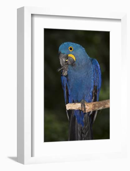 Hyacinth Macaw-Lynn M^ Stone-Framed Photographic Print