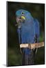 Hyacinth Macaw-Lynn M^ Stone-Mounted Photographic Print