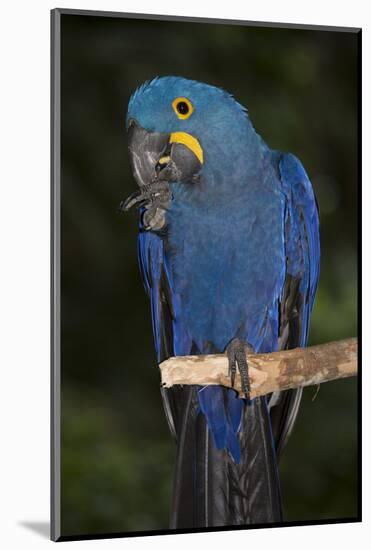 Hyacinth Macaw-Lynn M^ Stone-Mounted Photographic Print