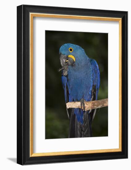 Hyacinth Macaw-Lynn M^ Stone-Framed Photographic Print