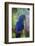 Hyacinth Macaw-Lynn M^ Stone-Framed Photographic Print