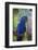 Hyacinth Macaw-Lynn M^ Stone-Framed Photographic Print