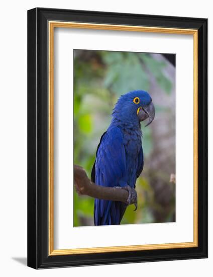 Hyacinth Macaw-Lynn M^ Stone-Framed Photographic Print