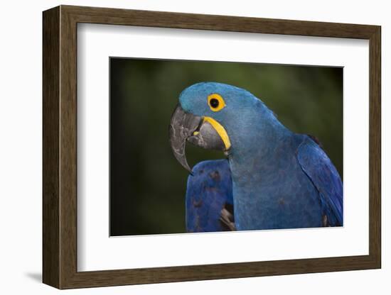 Hyacinth Macaw-Lynn M^ Stone-Framed Photographic Print