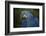 Hyacinth Macaw-Lynn M^ Stone-Framed Photographic Print