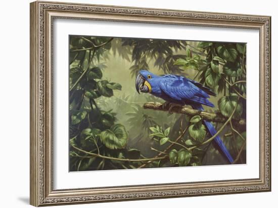 Hyacinth Macaw-Michael Jackson-Framed Giclee Print