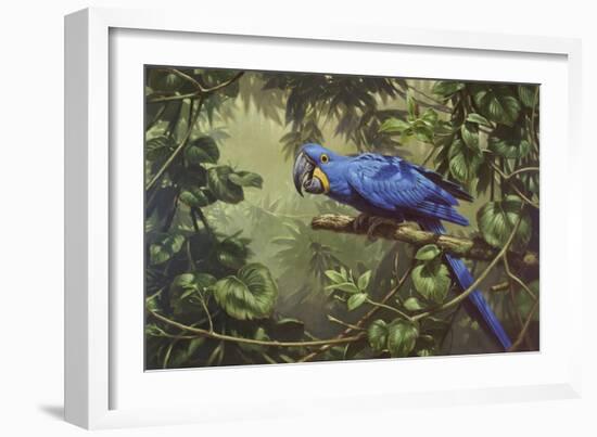 Hyacinth Macaw-Michael Jackson-Framed Giclee Print